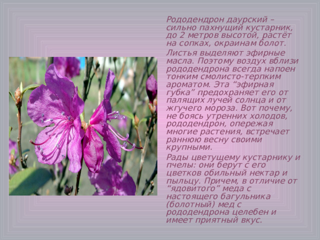 Рододендрон даурский – сильно пахнущий кустарник, до 2 метров высотой, растёт на сопках, окраинам болот. Листья выделяют эфирные масла. Поэтому воздух вблизи рододендрона всегда напоен тонким смолисто-терпким ароматом. Эта “эфирная губка” предохраняет его от палящих лучей солнца и от жгучего мороза. Вот почему, не боясь утренних холодов, рододендрон, опережая многие растения, встречает раннюю весну своими крупными. Рады цветущему кустарнику и пчелы: они берут с его цветков обильный нектар и пыльцу. Причем, в отличие от “ядовитого” меда с настоящего багульника (болотный) мед с рододендрона целебен и имеет приятный вкус. 