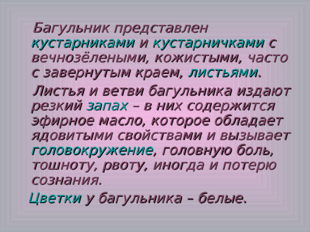 Багульник представлен кустарниками и кустарничками с вечнозёлеными, кожистыми, часто с завернутым краем, листьями .  Листья и ветви багульника издают резкий запах – в них содержится эфирное масло, которое обладает ядовитыми свойствами и вызывает головокружение , головную боль, тошноту, рвоту, иногда и потерю сознания. Цветки у багульника – белые. 