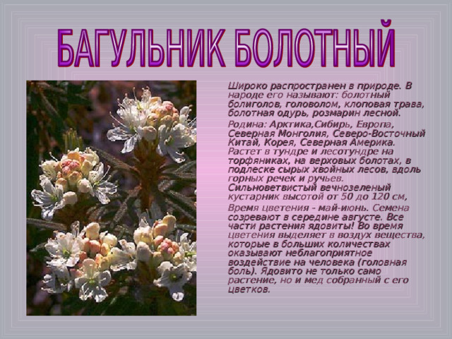 Широко распространен в природе. В народе его называют: болотный болиголов, головолом, клоповая трава, болотная одурь, розмарин лесной. Родина: Арктика,Сибирь, Европа, Северная Монголия, Северо-Восточный Китай, Корея, Северная Америка. Растет в тундре и лесотундре на торфяниках, на верховых болотах, в подлеске сырых хвойных лесов, вдоль горных речек и ручьев. Сильноветвистый вечнозеленый кустарник высотой от 50 до 120 см, Время цветения - май-июнь. Семена созревают в середине августе. Все части растения ядовиты! Во время цветения выделяет в воздух вещества, которые в больших количествах оказывают неблагоприятное воздействие на человека (головная боль). Ядовито не только само растение, но и мед собранный с его цветков. 