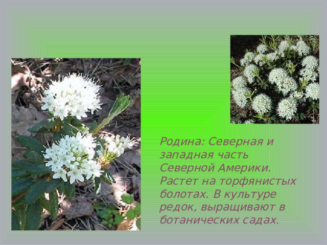 Родина: Северная и западная часть Северной Америки. Растет на торфянистых болотах. В культуре редок, выращивают в ботанических садах. 