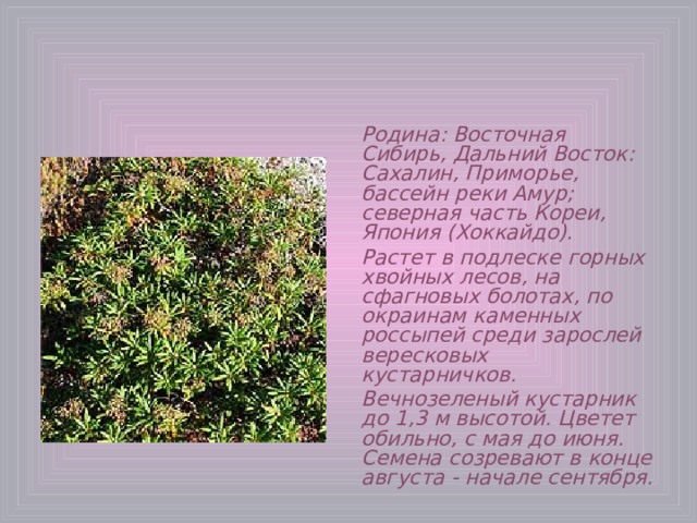 Родина: Восточная Сибирь, Дальний Восток: Сахалин, Приморье, бассейн реки Амур; северная часть Кореи, Япония (Хоккайдо). Растет в подлеске горных хвойных лесов, на сфагновых болотах, по окраинам каменных россыпей среди зарослей вересковых кустарничков.  Вечнозеленый кустарник до 1,3 м высотой. Цветет обильно, с мая до июня. Семена созревают в конце августа - начале сентября.  