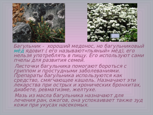  Багульник - хороший медонос, но багульниковый мёд ядовит ( его называют«пьяный» мёд), его нельзя употреблять в пищу. Его используют сами пчелы для развития семей.  Листочки багульника помогают бороться с гриппом и простудными заболеваниями. Препараты багульника используются как средство, смягчающее кашель. Назначают эти лекарства при острых и хронических бронхитах, диабете, ревматизме, желтухе.       Мазь из масла багульника назначают для лечения ран, ожогов, она успокаивает также зуд кожи при укусах насекомых. 