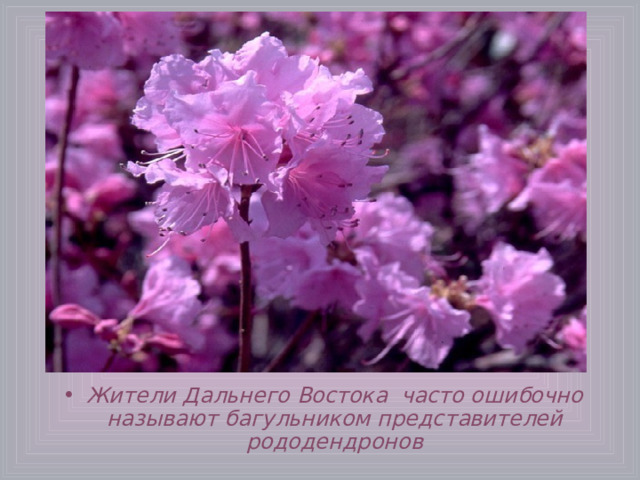 Жители Дальнего Востока часто ошибочно называют багульником представителей рододендронов 