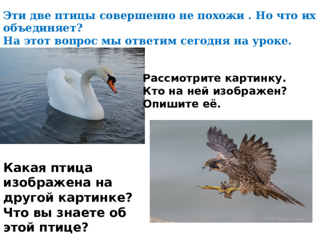 Эти две птицы совершенно не похожи . Но что их объединяет? На этот вопрос мы ответим сегодня на уроке. Рассмотрите картинку. Кто на ней изображен? Опишите её. Какая птица изображена на другой картинке? Что вы знаете об этой птице? 