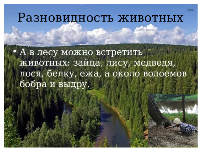 Разновидность животных А в лесу можно встретить животных: зайца, лису, медведя, лося, белку, ежа, а около водоемов бобра и выдру. 