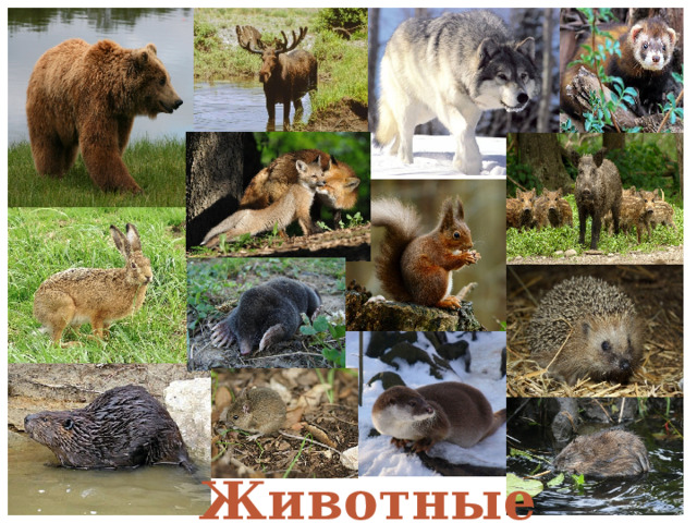 Животные 