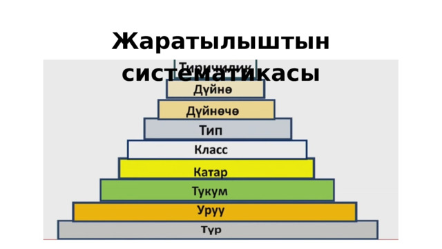 Жаратылыштын систематикасы 