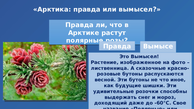 Проект по растениям 2 класс окружающий мир: найдено 86 картинок
