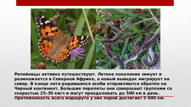 Репейницы активно путешествуют. Летнее поколение зимует и размножается в Северной Африке, а новый выводок мигрирует на север. В конце лета родившиеся особи отправляются обратно на Черный континент. Большие перелеты они совершают группами со скоростью 25–30 км/ч и могут преодолевать до 500 км в день. Протяженность всего маршрута у них порой достигает 5 000 км. 