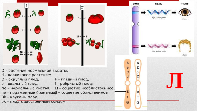  Л D – растение нормальной высоты,  d – карликовое растение;  О – округлый плод,  о – овальный плод;  Ne – нормальные листья,  ne – пораженные болезнью;  Bk – круглый плод,  bk – плод с заостренным концом F – гладкий плод,  f – ребристый плод;  Lf – соцветие необлиственное,  lf – соцветие облиственное 1 