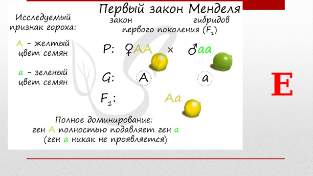 ♂ аа ♀ АА P X А А а а G  Е Аа Аа Аа Аа F 1 