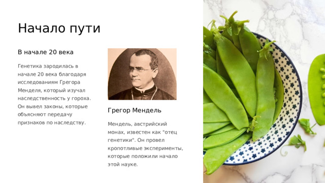 Начало пути В начале 20 века Генетика зародилась в начале 20 века благодаря исследованиям Грегора Менделя, который изучал наследственность у гороха. Он вывел законы, которые объясняют передачу признаков по наследству. Грегор Мендель Мендель, австрийский монах, известен как 