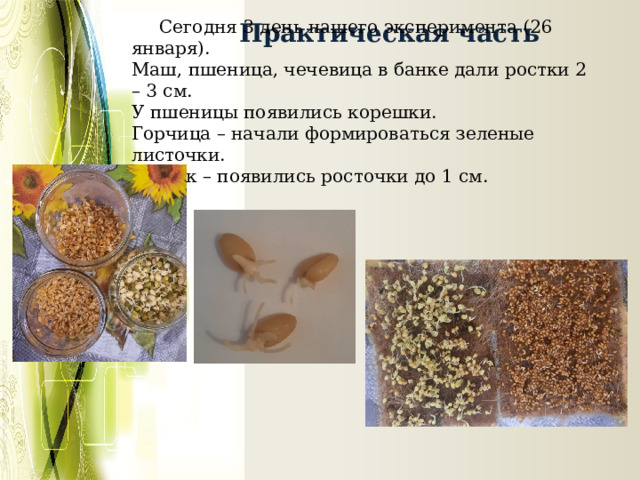  Практическая часть  Сегодня 3 день нашего эксперимента (26 января). Маш, пшеница, чечевица в банке дали ростки 2 – 3 см. У пшеницы появились корешки. Горчица – начали формироваться зеленые листочки. Рыжик – появились росточки до 1 см. 