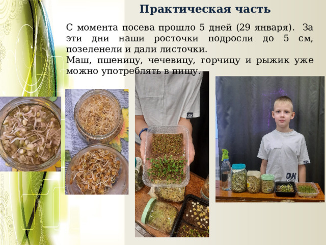  Практическая часть  С момента посева прошло 5 дней (29 января). За эти дни наши росточки подросли до 5 см, позеленели и дали листочки. Маш, пшеницу, чечевицу, горчицу и рыжик уже можно употреблять в пищу. 