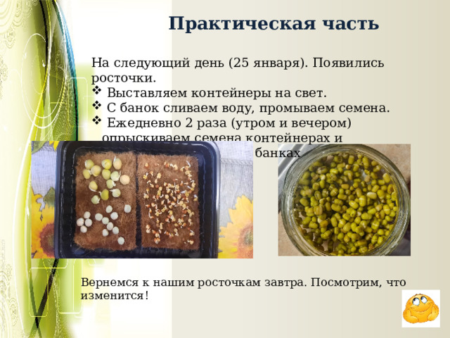  Практическая часть На следующий день (25 января). Появились росточки.  Выставляем контейнеры на свет.  С банок сливаем воду, промываем семена.  Ежедневно 2 раза (утром и вечером) опрыскиваем семена контейнерах и промываем, которые в банках Вернемся к нашим росточкам завтра. Посмотрим, что изменится! 
