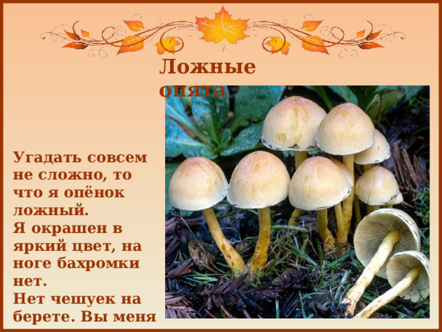Ложные опята Угадать совсем не сложно, то что я опёнок ложный. Я окрашен в яркий цвет, на ноге бахромки нет. Нет чешуек на берете. Вы меня не рвите дети! 