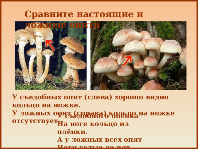 Сравните настоящие и ложные опята У съедобных опят (слева) хорошо видно кольцо на ножке. У ложных опят (справа) кольцо на ножке отсутствует У съедобного опёнка На ноге кольцо из плёнки. А у ложных всех опят Ноги голые до пят 