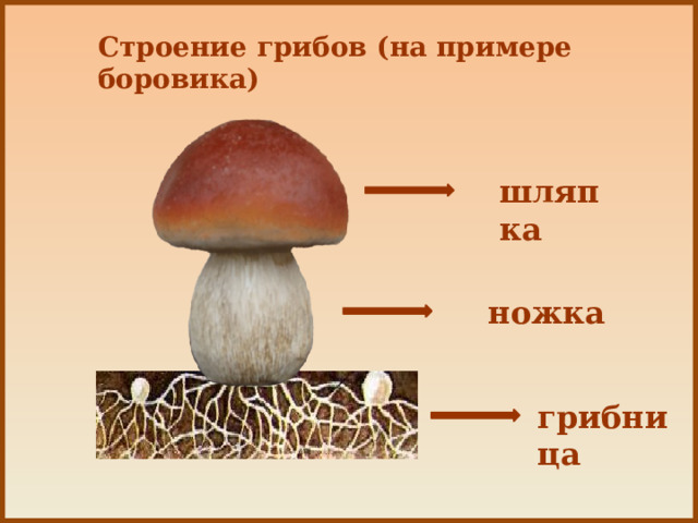 Строение грибов (на примере боровика) шляпка ножка грибница 