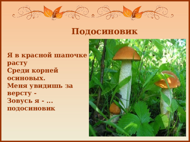 Подосиновик Я в красной шапочке расту  Среди корней осиновых.  Меня увидишь за версту -  Зовусь я - ... подосиновик   