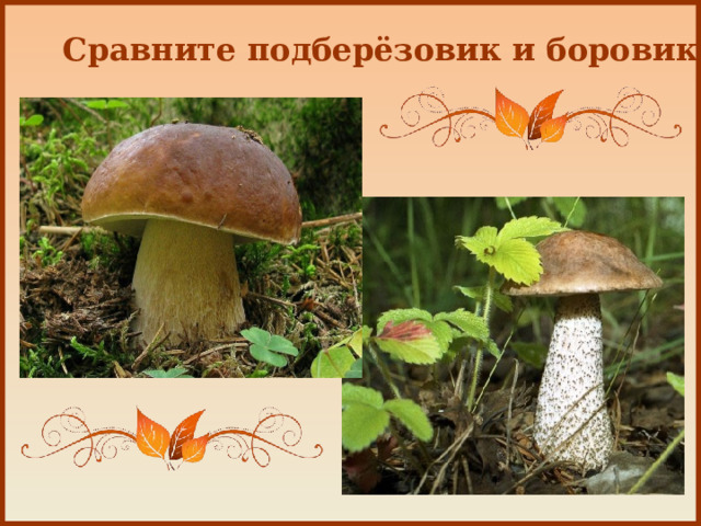 Сравните подберёзовик и боровик 