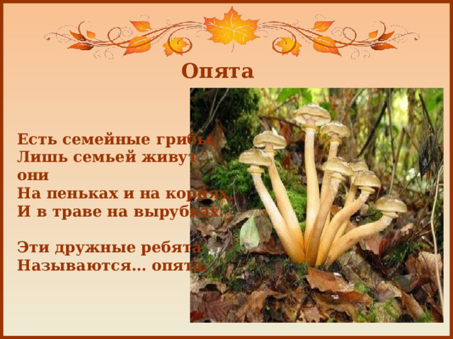 Опята Есть семейные грибы,  Лишь семьей живут они  На пеньках и на корнях,  И в траве на вырубках.   Эти дружные ребята  Называются… опята.   
