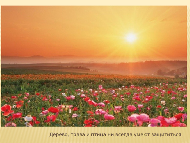 Дерево, трава и птица ни всегда умеют защититься. 