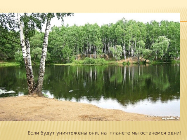    Если будут уничтожены они, на планете мы останемся одни! 