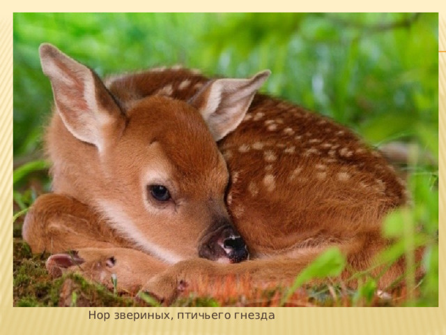     Нор звериных, птичьего гнезда 