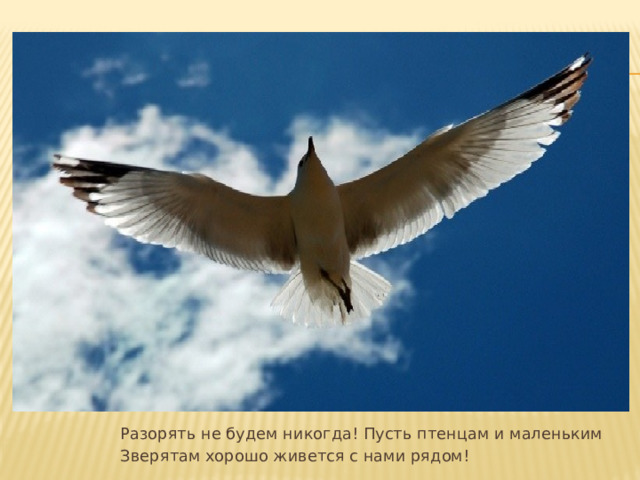 Разорять не будем никогда! Пусть птенцам и маленьким Зверятам хорошо живется с нами рядом! 