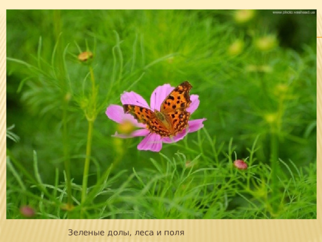      Зеленые долы, леса и поля 