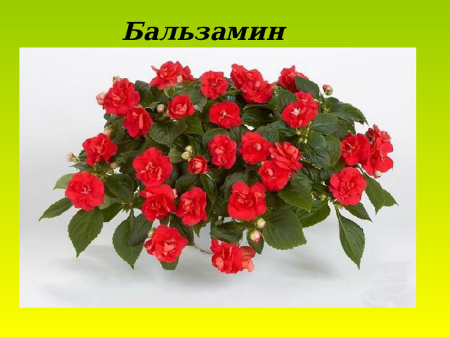 Бальзамин  