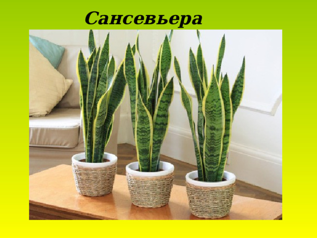Сансевьера 