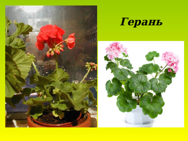 Герань  