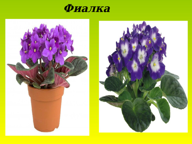 Фиалка 