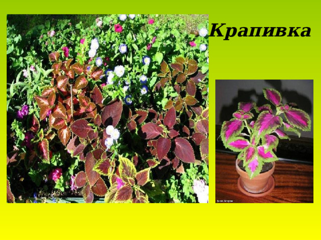 Крапивка 