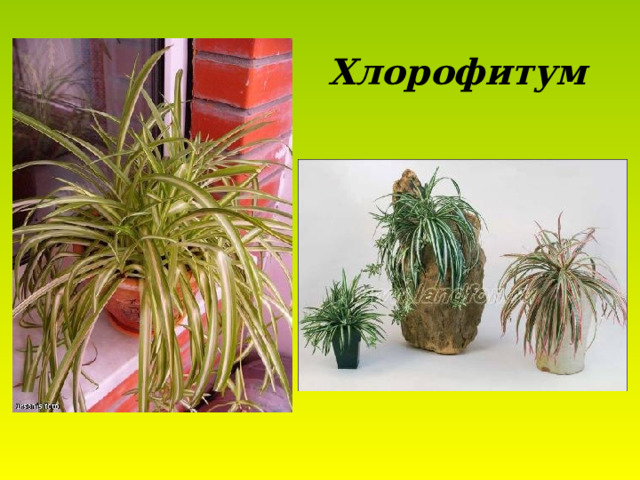 Хлорофитум 