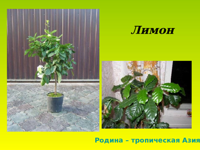 Лимон Родина – тропическая Азия. 