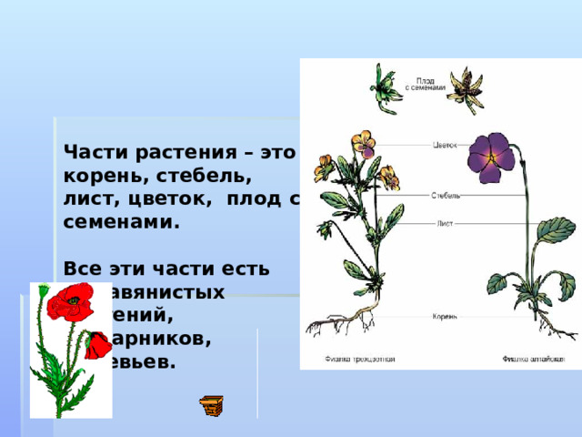 Контрольная работа по биологии за I полугодие (6 класс)