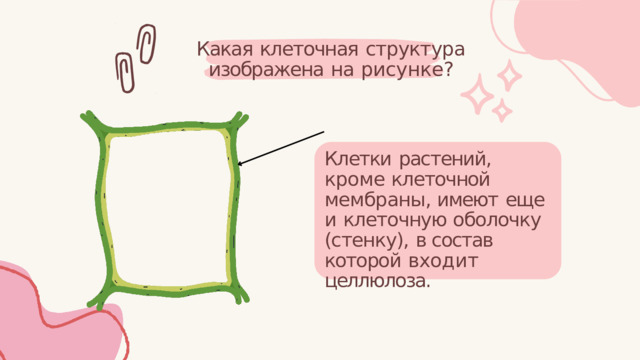 Какая  клеточная  структура изображена  на  рисунке? Клетки  растений,  кроме клеточной  мембраны, имеют  еще  и  клеточную оболочку  (стенку),  в состав  которой  входит целлюлоза. 