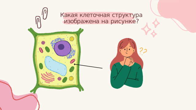 Какая  клеточная  структура изображена  на  рисунке? 