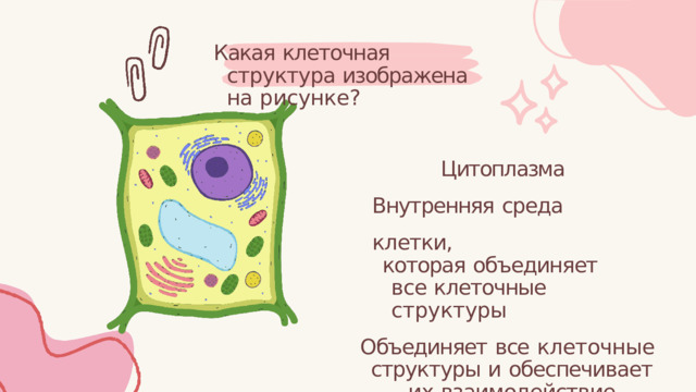 Какая  клеточная  структура изображена  на  рисунке? Цитоплазма Внутренняя  среда  клетки, которая  объединяет  все клеточные  структуры Объединяет  все  клеточные структуры  и  обеспечивает  их взаимодействие 