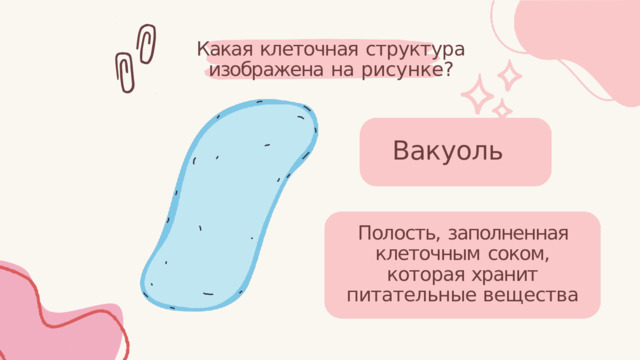 Какая  клеточная  структура изображена  на  рисунке? Вакуоль Полость,  заполненная клеточным  соком,  которая хранит  питательные вещества 