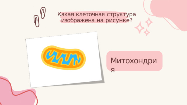 Какая  клеточная  структура изображена  на  рисунке? Митохондрия 