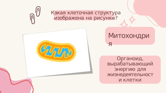 Какая  клеточная  структура изображена  на  рисунке? Митохондрия Органоид, вырабатывающий энергию  для жизнедеятельности клетки 