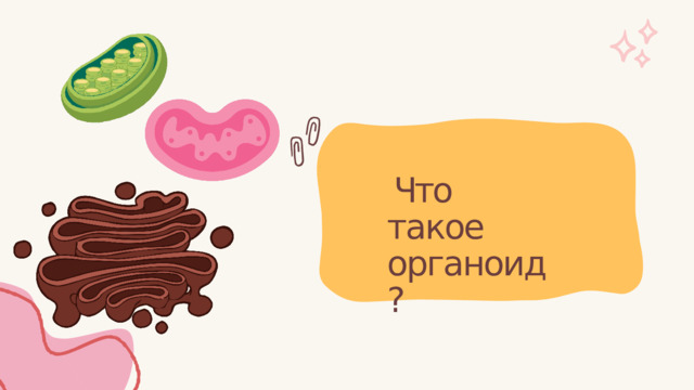 Что  такое органоид? 