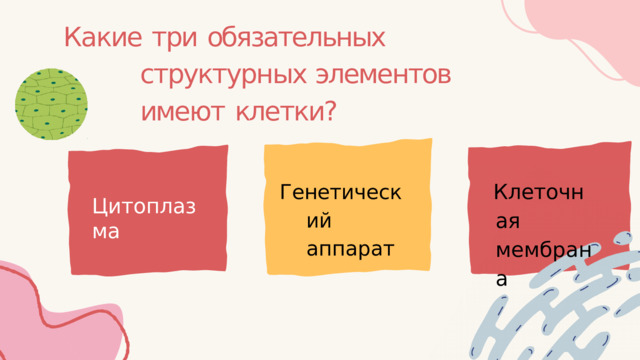 Какие  три  обязательных  структурных элементов  имеют  клетки? Клеточная мембрана Генетический аппарат Цитоплазма 