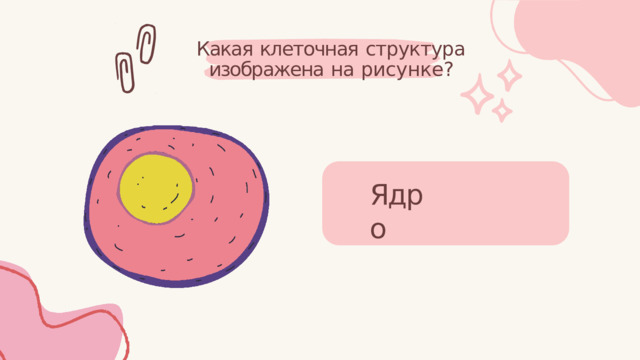 Какая  клеточная  структура изображена  на  рисунке? Ядро 