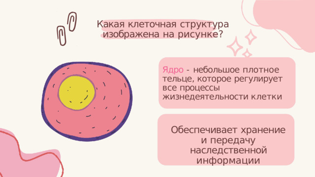 Какая  клеточная  структура изображена  на  рисунке? Ядро  -  небольшое  плотное тельце,  которое  регулирует  все процессы  жизнедеятельности клетки Обеспечивает  хранение  и передачу  наследственной информации 