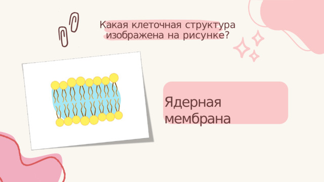 Какая  клеточная  структура изображена  на  рисунке? Ядерная  мембрана 