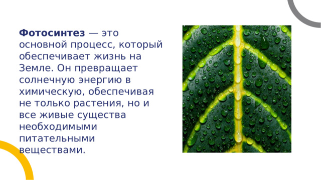 Фотосинтез — это основной процесс, который обеспечивает жизнь на Земле. Он превращает солнечную энергию в химическую, обеспечивая не только растения, но и все живые существа необходимыми питательными веществами. 